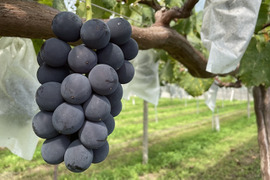 【農薬節約栽培】 巨峰・ブラックビート食べ比べセット 1キロ箱