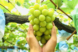 ”お試しサイズ”【濃厚芳醇】シャインマスカット 500g 1房 佐賀県唐津産