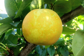 贈答用  南月  約３ｋｇ