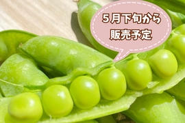 【自然栽培🍀朝採り鞘付きグリーンピース500g】とうもろこしの様な甘さにビックリ！自家採種10年以上・豆ごはんがおすすめ😋