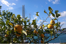 【瀬戸田発！】自然農レモン(2kg) 農薬・肥料の不使用1年目