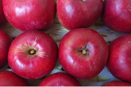 収獲始まりました！今も昔も思い出懐かし林檎「紅玉」約5kg　根強い人気品種　アップルパイ作りにも最適、型崩れしにくいですよ。酸味の魅力、甘味もね！