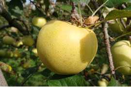 収穫始まりました。黄色いりんご「トキ」約3kg　果肉細やかで果汁が多く、酸味が穏やかで甘味が強い品種です。甘ーい！
