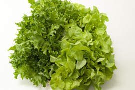 シャキ×ふわレタス2種セット　フリルレタス×グリーンオーク　個包装約50g×8袋《異なる食感を楽しめる低硝酸態窒素レタス》