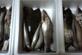 鏡の漁師の魚達！お楽しみ鮮魚BOX！【1日3セット限定】