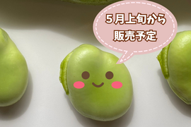 【自然栽培・自家採種🍀朝採りそら豆（さや付）】500g 15本前後・青臭くなく大粒で甘〜い！😋