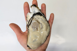 売り切れ御免💦Ｌサイズ【加熱用】殻付き牡蠣20ヶ