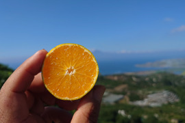 家庭用【自然栽培】 食べやすい甘い 食べ出したら止まらない 極早生みかん（3K）