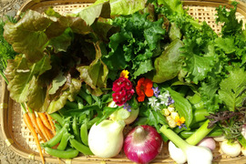 初夏の陣‼️ 農薬・化学肥料不使用の旬の野菜の詰め合わせ5~７品