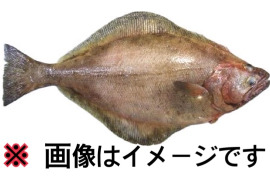 現品限り【知床羅臼直送】アブラガレイ1.5kg 神経締め ギンガレイの代用魚