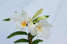 【蘭の福箱❁⃘*.ﾟ】夏の蘭 フォーミディブルの鉢花＆切り花