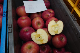 お得な訳アリ品！長野県認証栽培サンふじ5ｋｇ