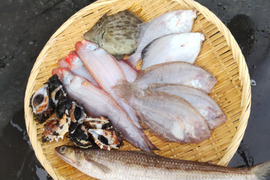 訳あり未利用魚詰め合わせ1.5㌔以上