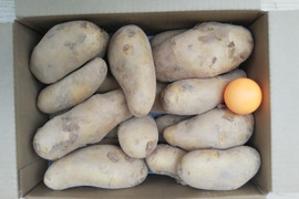 のぶさん　リクエスト
【フライドポテト用　メークイン　じゃが芋】
プラス　お任せイチオシ野菜セット
世界農業遺産　にし阿波傾斜地農耕システムブランド野菜