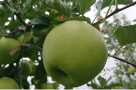 【予約販売】「名月約10kg入り」生産者が大好きなりんご。甘みたっぷり品種です。写真は9/6現在