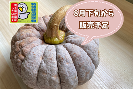 今期最終【自然栽培🍀在来種🎃秋田早生菊かぼちゃ１個・約1Kg】ほっくり甘うま！使い切りサイズ