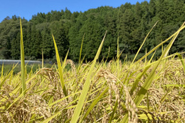 【令和4年新米】（コシヒカリ　3キロ）久万山の湧水から育ったうまい！コシヒカリ【数量限定】