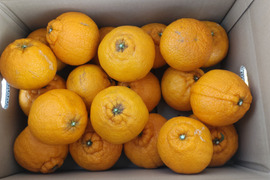 訳あり！不知火「約5キロ」