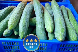【自然栽培🍀在来種とげ太郎きゅうり３kg30本前後】毎年種取りしています・昔ながらのきゅうりの味をお楽しみください