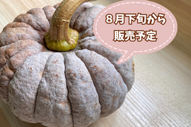 今期最終【自然栽培🍀在来種🎃秋田早生菊かぼちゃ１個・約1Kg】ほっくり甘うま！使い切りサイズ