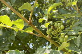【自然栽培🍀葉山椒（木の芽）２５g】爽やかな香りをお届け！発送日に収穫します