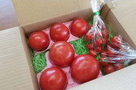 純粋・濃厚・安心！化学農薬・化学肥料不使用あま～いトマト「レトロファミリーＢ」１．５ｋｇ