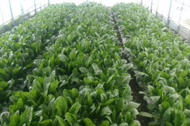 夜越山ほうれん草