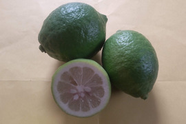 防腐剤、ワックス不使用　皮ごと使用  広島県産綺麗なレモン良品　２kg(約20個入）即日発送可能