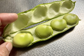 【自然栽培・自家採種🍀朝採りそら豆（さや付）】500g 15本前後・青臭くなく大粒で甘〜い！😋