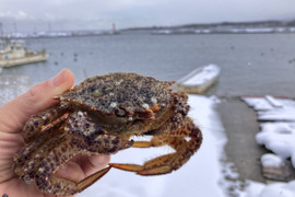 お待たせしました！！メスガニです！！［生きたまま発送］活トゲクリガニ　メス（1kg）