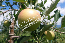 2025年予約販売始めます！「しなのスイート約5kg」当農園リピーターのお客様が一番多い品種です。果汁が多く甘味が強く酸味が優しい品種です。(今年は収穫量少し少なめかもです？）
