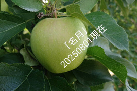 2025年予約注文開始！「名月約10kg入り」生産者が大好きなりんご。甘みたっぷり品種、黄色のボディに頬紅を付けた見た目も愛くるしいです。