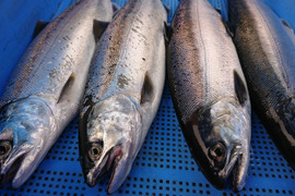 琵琶湖の宝石!天然【腹抜き処理】ビワマス 1.2kg前後