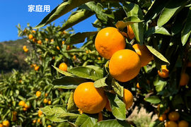【家庭用】酸味と甘味のバランスの良い旬のちえみかん🍊（田口早生）５㌔