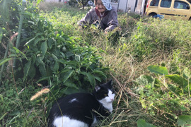😻ネコ店長おすすめ😽農薬と化学肥料を使わないで育てた野菜セット🐱🐾【数量限定❗❗】（５品目～７品目）😋🍚ばぁばのモノスゴイ野菜🍅🍆🌽✨✨✨