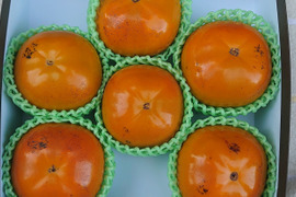 大きくてシャキシャキの食感！上品な甘さの太秋柿2kg６個