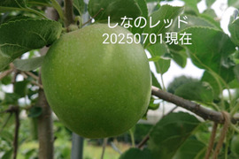 2025年予約販売始めます！8月収穫りんご「しなのレッド」約5kg入り 夏の暑さに疲れた身体に最適です。｛酸味の魅力｝長野県オリジナル品種です。私の夏のお薦め品種紅玉りんごお好きな方にもお薦め品種です