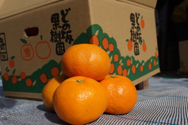 貯蔵熟成ミカン 5㎏。サイズ混合。（室温８度・湿度８５％の貯蔵庫で貯蔵熟成しています。）