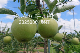 2025年予約販売始めます！「シナノゴールド約10kg入り」スタッフお薦め　ゴールデンデリシャスと千秋の交配種/2品種の良い所どり・瑞々しく　｢パリッとシャリ感最高」です。