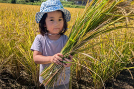 【令和6年新米】農薬・化学肥料不使用（玄米10kg）森のくまさん