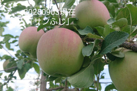 今年も予約販売開始！「あずみ野産サンふじ」約5kg入り　安曇野がりんごに託した思いを御賞味下さい。甘味からの酸味最高です。