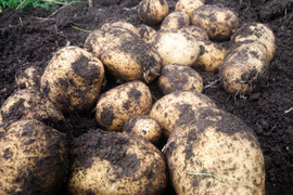 旨味が濃い！農園いち推しの品種「こがね丸」　ジャガイモ　１０ｋｇ