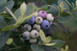 ほおばって！ブルーベリーMIX（500g・品種&サイズ混合）