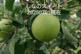 2025年予約販売始めます！「しなのスイート約5kg」当農園リピーターのお客様が一番多い品種です。果汁が多く甘味が強く酸味が優しい品種です。(今年は収穫量少し少なめかもです？）