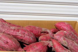 農薬不使用、有機肥料　『紅あずま』5kg