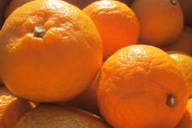 【えひめ・しまなみの島ぽんかん】瀬戸内よりお届け！いまが旬のポンカン４㎏【約３０～４０個・サイズ混合・ご家庭用】芳醇な香りとジューシーな果肉が魅力です！