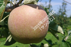 今年も予約販売開始！「あずみ野産サンふじ」約5kg入り　安曇野がりんごに託した思いを御賞味下さい。甘味からの酸味最高です。
