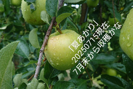予約販売開始します！今年2番目収穫りんご「夏あかり 約３㎏」真っ赤真っ赤なりんごです。長野県生まれ品種です。小さな可愛いりんごですが味は良いですよ！