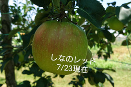 【先行予約】８月収穫夏りんご「しなのレッド約5kg入り 」夏の暑さで疲れた身体に酸味の魅力。虜になってしまう酸味ですよ！長野県オリジナル品種。私の夏のお薦め　到着後冷蔵庫で保存お願いします。