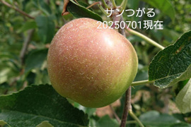 「2025予約販売始めます」サンつがる約5kg今年はいつもにまして姉、情熱を注いでおります。